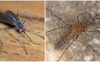 Beskrivning och bilder av myggarter