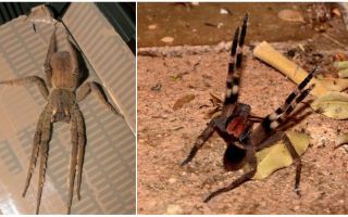 Brasiliansk vandrande spindel (löpare, vandrande, soldat)