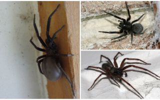 Vilken typ av spindlar bor i en lägenhet eller ett hus