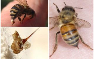 Bee sting och varp