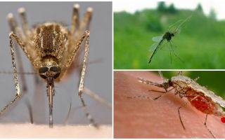 Hur myggor ser och vad lockar dem till en person