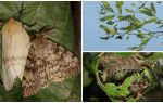 Beskrivning och foto av Gypsy Moth caterpillar