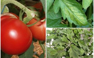 Bladlöss på tomater - vad man ska bearbeta och hur man ska slåss