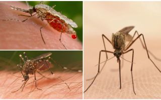 Hur många myggor behöver du dricka allt blod