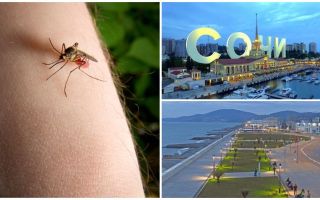 Finns det myggor i Sochi och Adler
