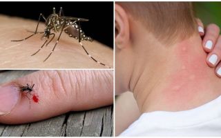 Vad händer om en mygga biter