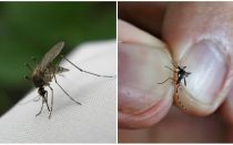 Hur man odlar och hur många myggor bor
