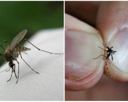 Hur man odlar och hur många myggor bor