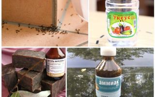 Kämpar myror i ett hus eller lägenhet