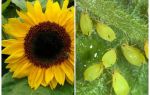 Hur man hanterar bladlöss på solrosor
