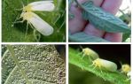 Hur man hanterar whitefly i växthuset