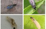 Hur bli av med svarta flugor i inomhusplantor och blomkrukor