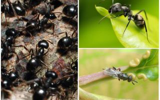 Typer av myror i Ryssland och världen