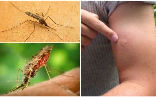 Vad man ska göra om du är biten av en anopheles mygga