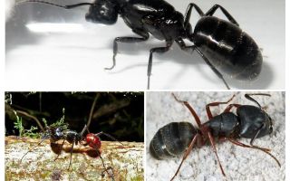 De största myrorna i världen