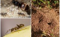 Trädgårdsvarta myror