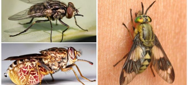 Varianter av flugor med foton och beskrivningar