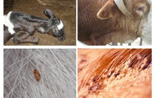 Behandling av löss hos kor och kalvar