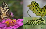 Beskrivning och foto av Caterpillar av Machaon fjärilen
