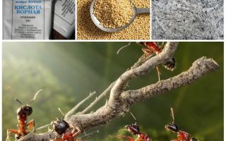 Kämpar myror i trädgården plot folk remedies