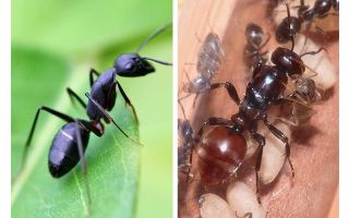 Hur mycket lever en myr?