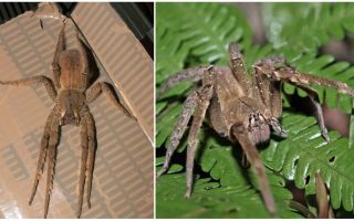 Beskrivning och foto spindel tramps