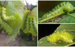 Beskrivning och bilder av farliga giftiga larver