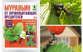 Myror 10g från myror: bruksanvisningar och recensioner