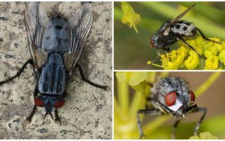 Beskrivning och foto vargsvarta flugor