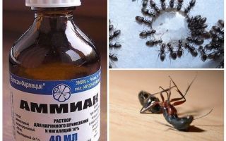Ammoniak från myror och bladlus