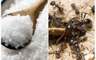 Salt mot myror i trädgården