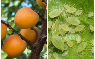 Hur bli av med bladlöss på aprikos