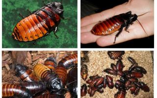 Madagaskar sissande kackerlackor