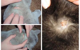 Varför klipper en katt från loppdroppar och andra orsaker till klåda