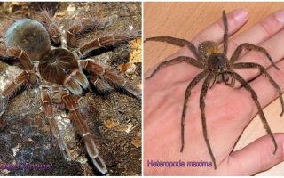 Beskrivning och bilder av de största spindlarna i världen