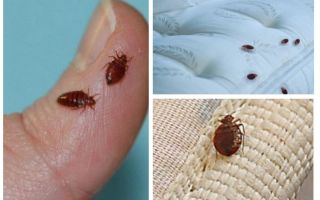 Vad och hur man behandlar rummet från bedbugs