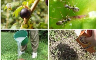 Hur man hanterar myror och bladlöss på vinbär