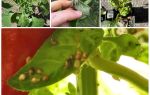 Vad och hur man hanterar bladlöss på peppar i ett växthus och öppet fält