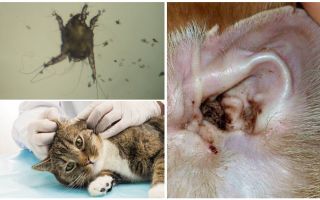 Symtom och behandling av öronmider hos katter
