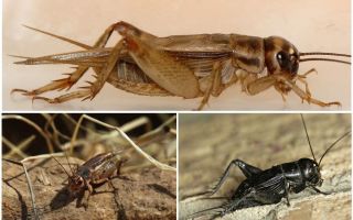 Vad äter crickets hus