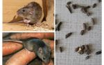 Hur man hanterar råttor i ett privat hus