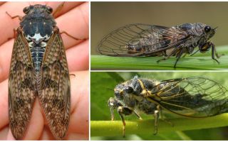 Beskrivning och bilder av cicadas flugor