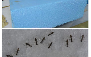 Myror, penoplex och skum