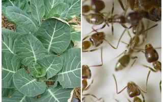 Hur man sparar kål från myror