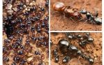 Steg av myrutveckling
