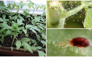 Metoder för att hantera spindmider på plantor