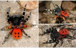 Beskrivning och bilder av spindlar på Krim