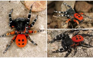 Beskrivning och bilder av spindlar på Krim