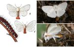 Beskrivning och foto av fjäril och larver