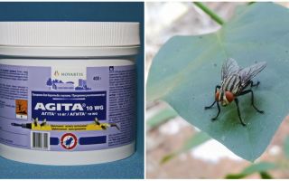 Användningen av Agita från flugor
